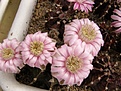 Нажмите на изображение для увеличения.

Название:	Gymnocalycium friedrichii.jpg
Просмотров:	144
Размер:	74.2 Кб
ID:	324553