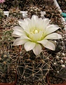 Нажмите на изображение для увеличения.

Название:	Gymnocalycium gibbosum v ferox.jpg
Просмотров:	162
Размер:	74.6 Кб
ID:	324554