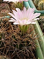 Нажмите на изображение для увеличения.

Название:	Gymnocalycium horridispinum.jpg
Просмотров:	139
Размер:	80.1 Кб
ID:	324555