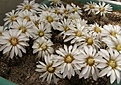 Нажмите на изображение для увеличения.

Название:	Gymnocalycium ragonesii.jpg
Просмотров:	154
Размер:	77.5 Кб
ID:	324556