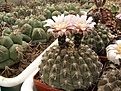Нажмите на изображение для увеличения.

Название:	Gymnocalycium riojense.jpg
Просмотров:	171
Размер:	114.8 Кб
ID:	324557