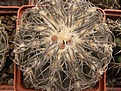 Нажмите на изображение для увеличения.

Название:	Gymnocalycium spegazzinii.jpg
Просмотров:	140
Размер:	91.7 Кб
ID:	324558