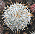 Нажмите на изображение для увеличения.

Название:	s1_mammillaria_P5140227.jpg
Просмотров:	197
Размер:	125.8 Кб
ID:	324591