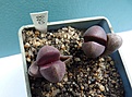 Нажмите на изображение для увеличения.

Название:	Pleiospilos nelii cv.Rubra .JPG
Просмотров:	226
Размер:	156.6 Кб
ID:	324597