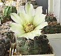 Нажмите на изображение для увеличения.

Название:	Gymnocalicium_leptanthum.JPG
Просмотров:	262
Размер:	60.5 Кб
ID:	324602
