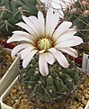 Нажмите на изображение для увеличения.

Название:	Gymnocalicium_triacanthum_P124.JPG
Просмотров:	253
Размер:	75.2 Кб
ID:	324604