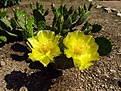 Нажмите на изображение для увеличения.

Название:	Opuntia.jpg
Просмотров:	188
Размер:	173.6 Кб
ID:	324621