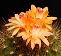 Нажмите на изображение для увеличения.

Название:	Matucana_haynei_ssp_myriacantha_Cajamarca_IMG_5506.jpg
Просмотров:	140
Размер:	152.7 Кб
ID:	324671
