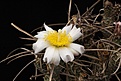 Нажмите на изображение для увеличения.

Название:	Tephrocactus_articulatus_v_oligacanthus_IMG_5610.jpg
Просмотров:	131
Размер:	145.0 Кб
ID:	324676