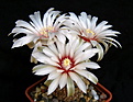 Нажмите на изображение для увеличения.

Название:	1_Gymnocalycium_WP111_.jpg
Просмотров:	141
Размер:	113.8 Кб
ID:	324682