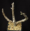 Нажмите на изображение для увеличения.

Название:	Rhytidocaulon_macrolobum_IMG_5941.jpg
Просмотров:	234
Размер:	105.8 Кб
ID:	324696