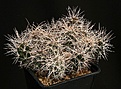 Нажмите на изображение для увеличения.

Название:	Tephrocactus_sp_IMG_5770.jpg
Просмотров:	200
Размер:	186.0 Кб
ID:	324699