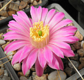 Нажмите на изображение для увеличения.

Название:	d008_echinocereus_pulchellu.jpg
Просмотров:	150
Размер:	82.9 Кб
ID:	324714