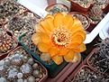 Нажмите на изображение для увеличения.

Название:	Acanthocalycium_thionanthum_v.ferrari.JPG
Просмотров:	111
Размер:	113.6 Кб
ID:	324769