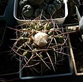Нажмите на изображение для увеличения.

Название:	Discocactus subviridigriseus HU438_8y_5.12.JPG
Просмотров:	305
Размер:	134.2 Кб
ID:	324805