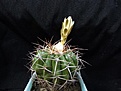 Нажмите на изображение для увеличения.

Название:	Discocactus subviridigriseus HU438_8y_bud_6.12.JPG
Просмотров:	331
Размер:	110.9 Кб
ID:	324806