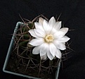 Нажмите на изображение для увеличения.

Название:	Discocactus subviridigriseus HU438_8y_fl_6.121.JPG
Просмотров:	319
Размер:	100.9 Кб
ID:	324807