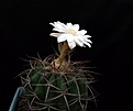 Нажмите на изображение для увеличения.

Название:	Discocactus subviridigriseus HU438_8y_fl_6.122.JPG
Просмотров:	326
Размер:	65.9 Кб
ID:	324808