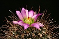 Нажмите на изображение для увеличения.

Название:	Sclerocactus_spinosior_IMG_6216.jpg
Просмотров:	135
Размер:	156.8 Кб
ID:	324821