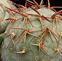 Нажмите на изображение для увеличения.

Название:	Tephrocactus_geometricus_LoroHuasi_IMG_6081.jpg
Просмотров:	127
Размер:	178.9 Кб
ID:	324826