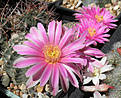 Нажмите на изображение для увеличения.

Название:	d2_echinocereus_pulchellus.jpg
Просмотров:	180
Размер:	101.6 Кб
ID:	324852