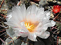 Нажмите на изображение для увеличения.

Название:	d3_thelocactus_hexaedr.jpg
Просмотров:	186
Размер:	59.2 Кб
ID:	324853