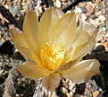 Нажмите на изображение для увеличения.

Название:	d4_pterocactus.jpg
Просмотров:	192
Размер:	76.6 Кб
ID:	324854