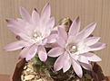 Нажмите на изображение для увеличения.

Название:	Gymnocalycium_damsii_v.torulosum.jpg
Просмотров:	179
Размер:	219.2 Кб
ID:	324869