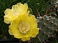 Нажмите на изображение для увеличения.

Название:	Opuntia_sulphurea_IMG_6310.jpg
Просмотров:	139
Размер:	134.1 Кб
ID:	324911