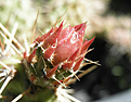 Нажмите на изображение для увеличения.

Название:	d9_opuntia_CV2_winterfrost.jpg
Просмотров:	151
Размер:	56.1 Кб
ID:	324915