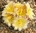 Нажмите на изображение для увеличения.

Название:	Copiapoa_humilis_v_tenuissima_IMG_6515.jpg
Просмотров:	148
Размер:	137.4 Кб
ID:	325027