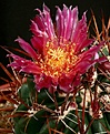 Нажмите на изображение для увеличения.

Название:	Ferocactus_fordii_IMG_6482.jpg
Просмотров:	130
Размер:	201.7 Кб
ID:	325041