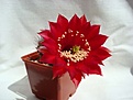 Нажмите на изображение для увеличения.

Название:	Echinopsis_hybr_Nocturne.JPG
Просмотров:	133
Размер:	39.4 Кб
ID:	325045