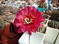 Нажмите на изображение для увеличения.

Название:	Echinopsis_hybr_HOTLIPS.JPG
Просмотров:	155
Размер:	85.5 Кб
ID:	325046