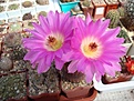 Нажмите на изображение для увеличения.

Название:	Echinocereus_rigidissimus_v.rubispinus.JPG
Просмотров:	137
Размер:	100.4 Кб
ID:	325047