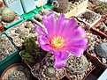 Нажмите на изображение для увеличения.

Название:	Echinocereus_morricalii.JPG
Просмотров:	142
Размер:	122.2 Кб
ID:	325049