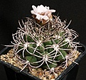 Нажмите на изображение для увеличения.

Название:	Gymnocalycium_saglionis_P26_IMG_2226.jpg
Просмотров:	135
Размер:	165.8 Кб
ID:	325051