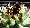 Нажмите на изображение для увеличения.

Название:	Turbinicarpus_alonsoi.jpg
Просмотров:	248
Размер:	109.9 Кб
ID:	325067