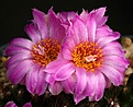 Нажмите на изображение для увеличения.

Название:	Escobaria_hesteri_IMG_6547.jpg
Просмотров:	136
Размер:	162.5 Кб
ID:	325069