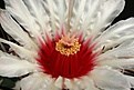 Нажмите на изображение для увеличения.

Название:	Coryphantha_poselgeriana_v_valida_SB288_IMG_6569.jpg
Просмотров:	123
Размер:	149.4 Кб
ID:	325070