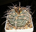 Нажмите на изображение для увеличения.

Название:	Gymnocalycium_cardenasianum_JO193_280_4.JPG
Просмотров:	194
Размер:	203.1 Кб
ID:	325073