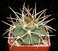 Нажмите на изображение для увеличения.

Название:	Gymnocalycium_mostii_ferocior_321d_024.JPG
Просмотров:	198
Размер:	194.6 Кб
ID:	325074