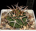 Нажмите на изображение для увеличения.

Название:	Gymnocalycium_mostii_ferocior_321b_024.JPG
Просмотров:	211
Размер:	188.8 Кб
ID:	325076
