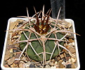 Нажмите на изображение для увеличения.

Название:	Gymnocalycium_mostii_ferocior_321c_024.JPG
Просмотров:	209
Размер:	201.6 Кб
ID:	325077