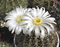Нажмите на изображение для увеличения.

Название:	d10_acanthocalycium_spinifl.jpg
Просмотров:	154
Размер:	77.0 Кб
ID:	325148