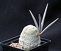 Нажмите на изображение для увеличения.

Название:	Pseudolithos_eylensis.jpg
Просмотров:	219
Размер:	114.4 Кб
ID:	325222