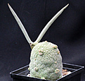 Нажмите на изображение для увеличения.

Название:	Pseudolithos_migiurtinus.jpg
Просмотров:	226
Размер:	114.5 Кб
ID:	325223