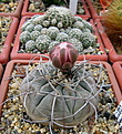 Нажмите на изображение для увеличения.

Название:	2_Gymnocalycium_bozsingianum_VG246.jpg
Просмотров:	234
Размер:	152.8 Кб
ID:	325225