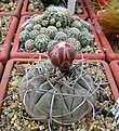 Нажмите на изображение для увеличения.

Название:	2_Gymnocalycium_bozsingianum_VG246.jpg
Просмотров:	207
Размер:	152.8 Кб
ID:	325225