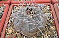 Нажмите на изображение для увеличения.

Название:	2_Gymnocalycium_bozsingianum_VG246_0.jpg
Просмотров:	237
Размер:	219.9 Кб
ID:	325226